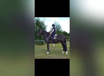 Cavallo sportivo belga, Stallone, 5 Anni, 174 cm, Baio nero