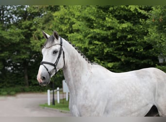 Cavallo sportivo belga, Stallone, 6 Anni, 167 cm, Grigio