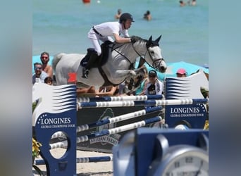 Cavallo sportivo belga, Stallone, Puledri (03/2026)