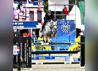 Cavallo sportivo belga, Stallone, Puledri (03/2026)