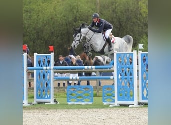 Cavallo sportivo belga, Stallone, Puledri (03/2026)