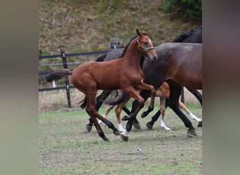 Cavallo sportivo belga, Stallone, Puledri (01/2026), Falbo baio