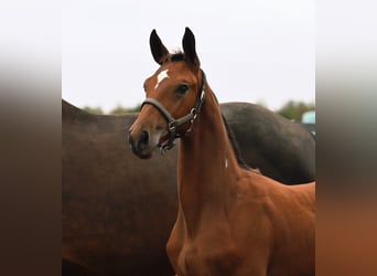 Cavallo sportivo belga, Stallone, Puledri (01/2026), Falbo baio