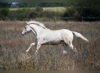 Cavallo sportivo belga, Stallone, Puledri (01/2026), Perlino
