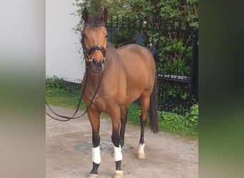 Cavallo sportivo irlandese, Castrone, 10 Anni, 165 cm, Baio