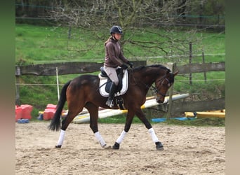 Cavallo sportivo irlandese Mix, Castrone, 10 Anni, 165 cm, Baio