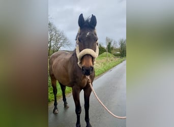Cavallo sportivo irlandese, Castrone, 10 Anni, 168 cm, Baio