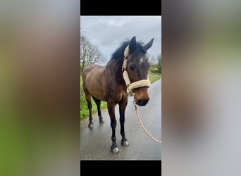 Cavallo sportivo irlandese, Castrone, 10 Anni, 168 cm, Baio