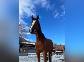 Cavallo sportivo irlandese, Castrone, 10 Anni, 168 cm, Baio