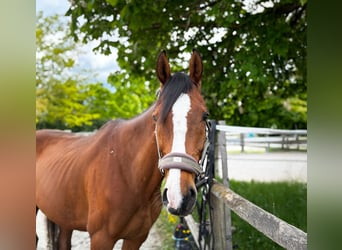 Cavallo sportivo irlandese, Castrone, 10 Anni, 168 cm, Baio