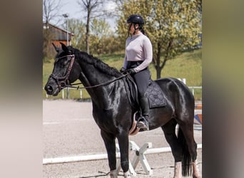 Cavallo sportivo irlandese, Castrone, 10 Anni, 169 cm, Morello