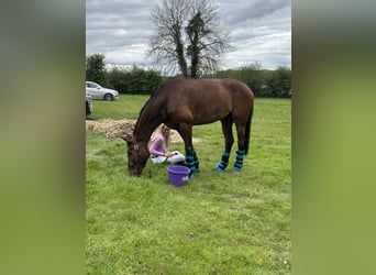 Cavallo sportivo irlandese, Castrone, 10 Anni, 170 cm, Baio ciliegia