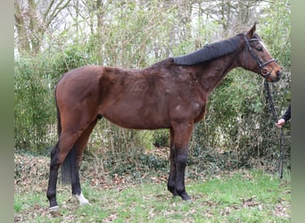 Cavallo sportivo irlandese, Castrone, 10 Anni, 170 cm, Baio nero