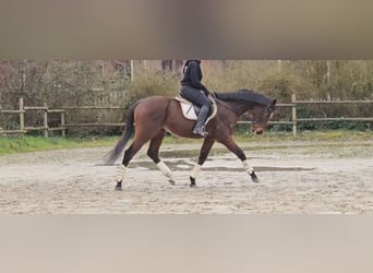 Cavallo sportivo irlandese, Castrone, 10 Anni, 170 cm, Baio nero