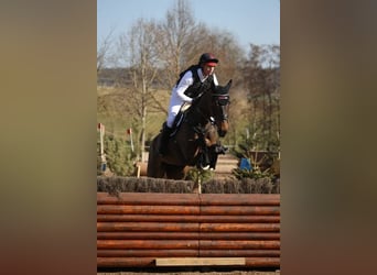 Cavallo sportivo irlandese, Castrone, 10 Anni, 172 cm, Baio