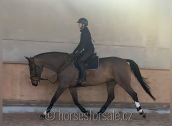 Cavallo sportivo irlandese, Castrone, 10 Anni, 175 cm, Baio