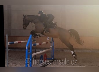 Cavallo sportivo irlandese, Castrone, 10 Anni, 175 cm, Baio