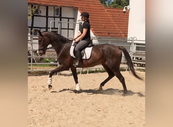 Cavallo sportivo irlandese, Castrone, 10 Anni, 175 cm, Baio scuro
