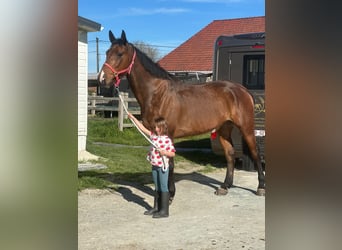Cavallo sportivo irlandese, Castrone, 10 Anni, 182 cm, Baio
