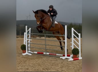 Cavallo sportivo irlandese, Castrone, 10 Anni, 182 cm, Baio