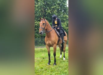 Cavallo sportivo irlandese, Castrone, 10 Anni, Baio ciliegia
