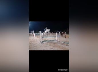 Cavallo sportivo irlandese, Castrone, 11 Anni, 147 cm, Grigio