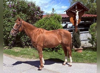 Cavallo sportivo irlandese, Castrone, 11 Anni, 155 cm, Sauro scuro