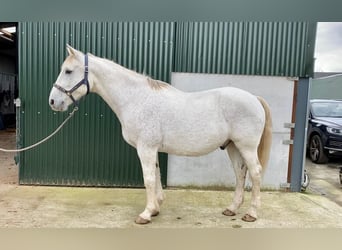 Cavallo sportivo irlandese, Castrone, 11 Anni, 166 cm, Grigio