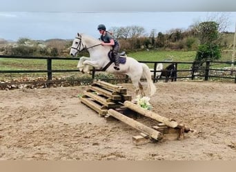Cavallo sportivo irlandese, Castrone, 11 Anni, 166 cm, Grigio