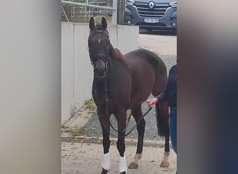 Cavallo sportivo irlandese, Castrone, 11 Anni, 168 cm, Baio