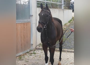Cavallo sportivo irlandese, Castrone, 11 Anni, 168 cm, Baio