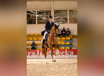 Cavallo sportivo irlandese, Castrone, 11 Anni, 173 cm, Sauro scuro