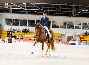 Cavallo sportivo irlandese, Castrone, 11 Anni, 173 cm, Sauro scuro