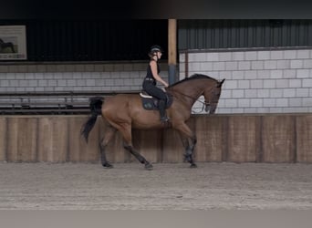 Cavallo sportivo irlandese, Castrone, 11 Anni, 183 cm, Baio