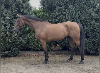Cavallo sportivo irlandese, Castrone, 11 Anni, 183 cm, Baio