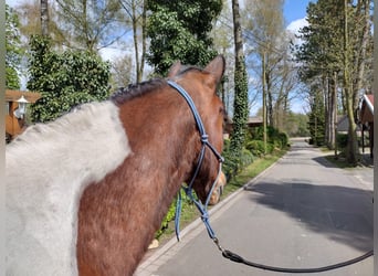 Cavallo sportivo irlandese, Castrone, 12 Anni, 152 cm, Pezzato