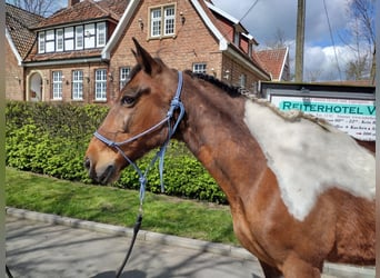 Cavallo sportivo irlandese, Castrone, 12 Anni, 152 cm, Pezzato