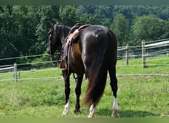 Cavallo sportivo irlandese Mix, Castrone, 12 Anni, 163 cm, Morello