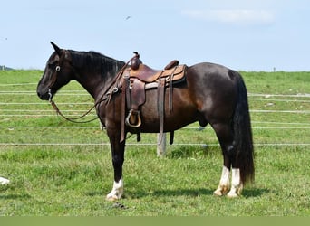 Cavallo sportivo irlandese Mix, Castrone, 12 Anni, 163 cm, Morello
