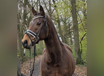 Cavallo sportivo irlandese Mix, Castrone, 12 Anni, 165 cm, Baio