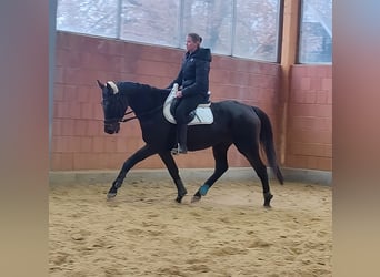 Cavallo sportivo irlandese, Castrone, 12 Anni, 165 cm, Morello