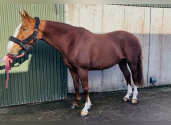 Cavallo sportivo irlandese, Castrone, 12 Anni, 168 cm, Sauro scuro