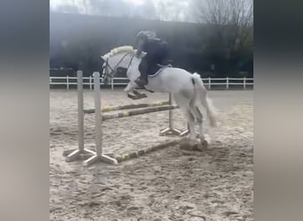 Cavallo sportivo irlandese, Castrone, 12 Anni, 170 cm, Bianco