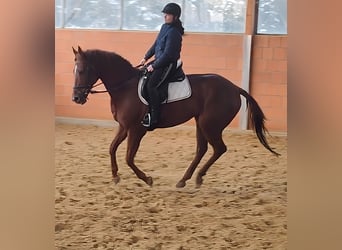 Cavallo sportivo irlandese, Castrone, 12 Anni, 172 cm, Sauro scuro