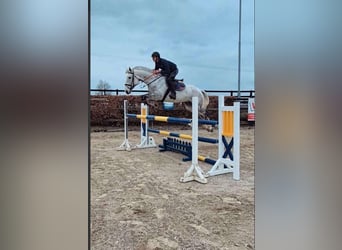 Cavallo sportivo irlandese, Castrone, 12 Anni, 173 cm, Grigio pezzato