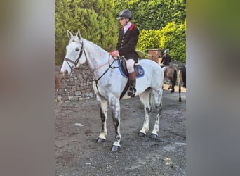 Cavallo sportivo irlandese, Castrone, 12 Anni, 173 cm, Grigio pezzato