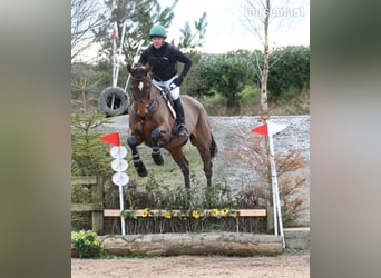 Cavallo sportivo irlandese, Castrone, 12 Anni, 175 cm, Baio ciliegia