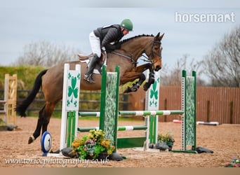 Cavallo sportivo irlandese, Castrone, 12 Anni, 175 cm, Baio ciliegia