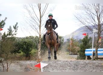 Cavallo sportivo irlandese, Castrone, 12 Anni, 175 cm, Baio ciliegia