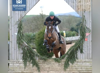 Cavallo sportivo irlandese, Castrone, 12 Anni, 175 cm, Baio ciliegia